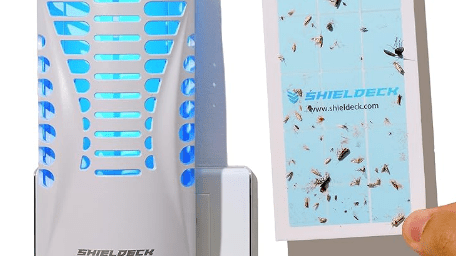 Are Fruit Flies Invading Your Home? Full Guide on How to Get Rid of Them - Shieldeck