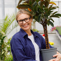 Plant Expert Shieldeck