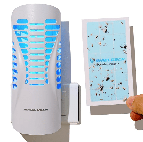 Are Fruit Flies Invading Your Home? Full Guide on How to Get Rid of Them - Shieldeck